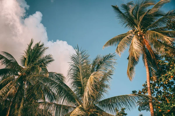 Palmera de coco bajo el cielo azul. Viajar fondo tropical. RED — Foto de Stock