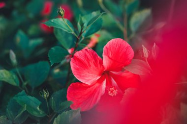 Red Single Beautiful Hibiscus Flower�� Natural floral background