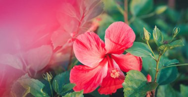 Red Single Beautiful Hibiscus Flower Natural floral 