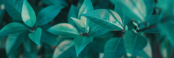 Натуральный цветочный монохромный фон. Шикарный голубой тонированный лист — стоковое фото
