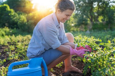Young woman grows tomato plants in her garden, takes care of pla