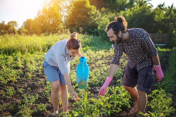 Young beautiful couple grows plants in their garden, takes care