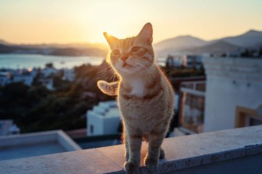 Gün batımında çatıda güzel bir kızıl kedi. Hayvan portresi