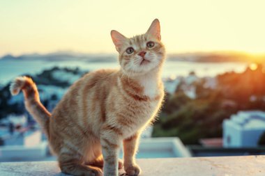 Gün batımında çatıda güzel bir kızıl kedi. Hayvan portresi