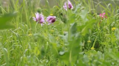 makro fotoğrafçılık bitkiler
