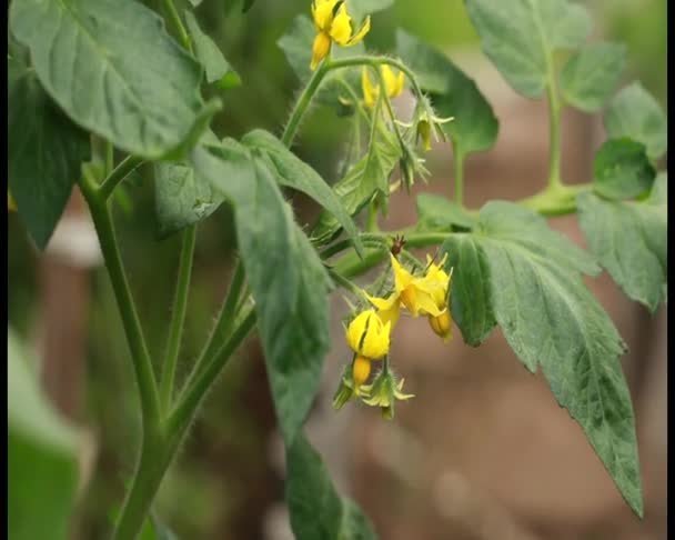 Plantas de fotografia macro — Vídeo de Stock