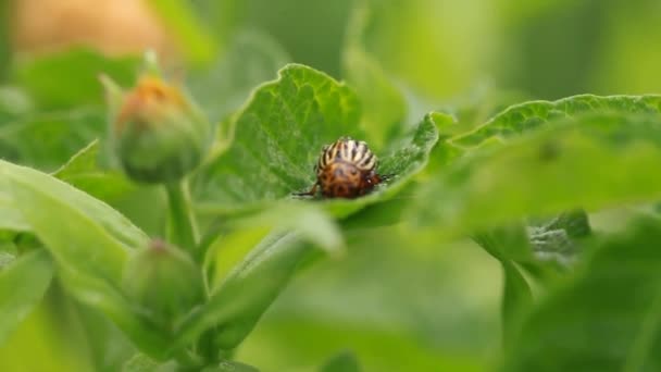 Makro fotografi växter — Stockvideo