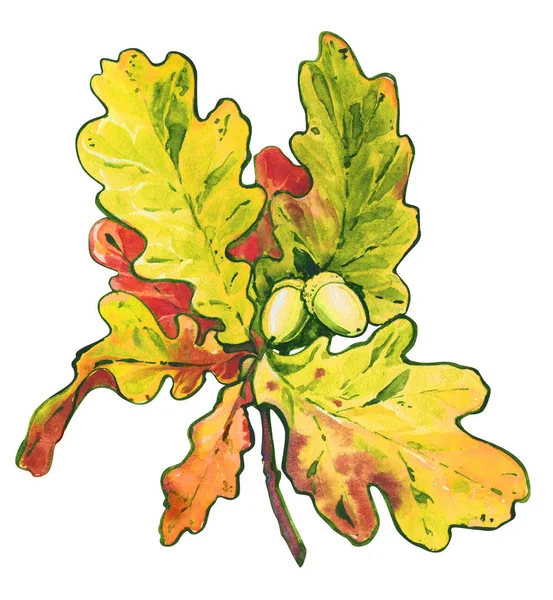 Cabang Oak daun biji pohon ek musim gugur warna air terisolasi ilustrasi — Stok Foto