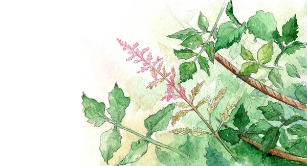 Tanaman Bunga Semak Musim Panas Rumput Cat Air Gambar Gambar — Stok Foto
