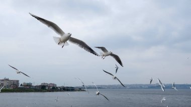İstanbul, deniz üzerinde uçan martı