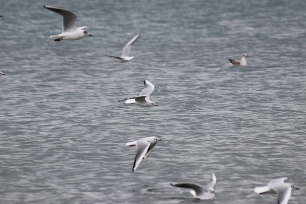 伊斯坦布尔 海鸥在海面上飞翔 — 图库照片