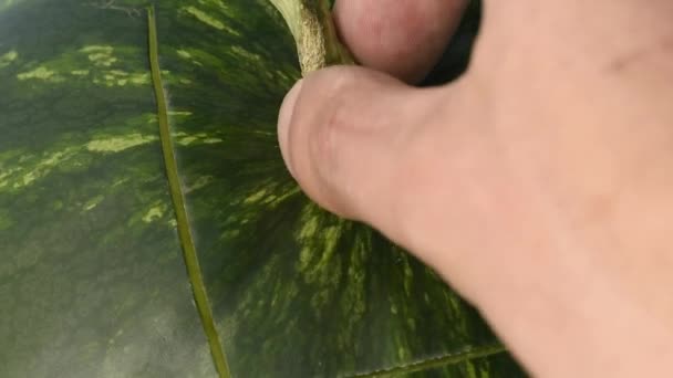 切一片西瓜 — 图库视频影像
