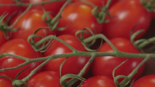 Sluiten Van Smakelijke Rijpe Tomaten — Stockvideo