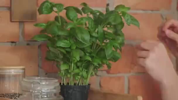 Fresh Basil Leaves Pot Close View — Stock Video