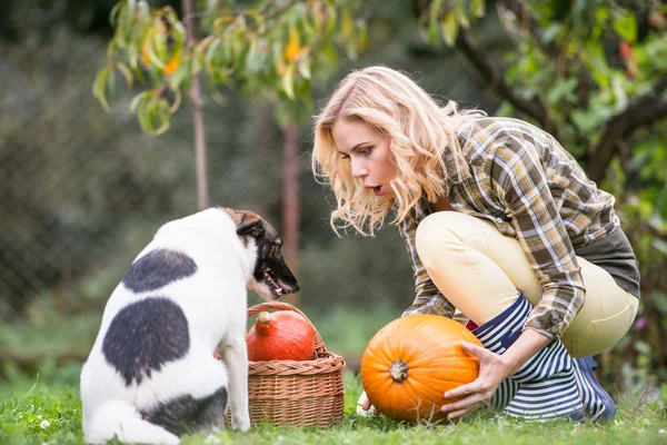 Ung kvinna med hund skörda pumpor — Stockfoto