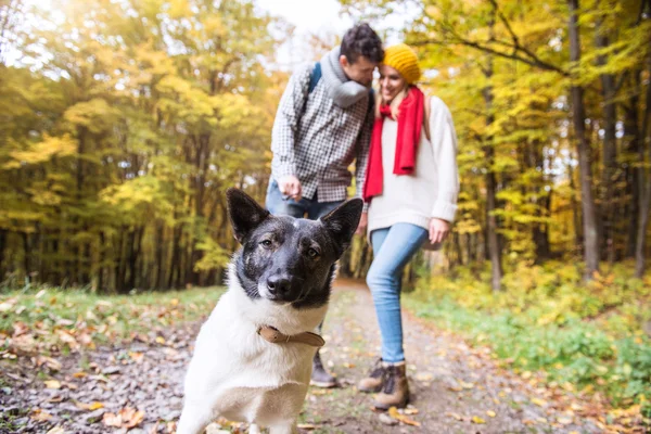 Casal com cão caminhando na floresta de outono — Fotografia de Stock