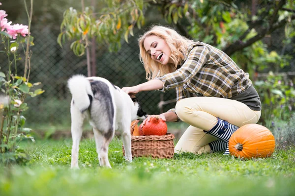 Mujer con perro cosecha calabazas — Foto de Stock