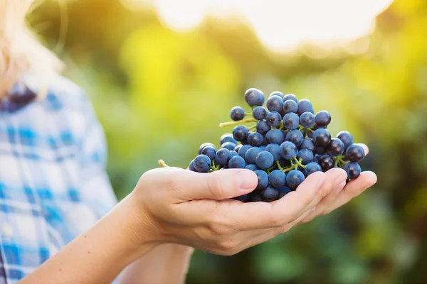 Руки, що тримають букет синього винограду — стокове фото