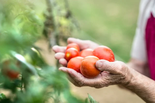 Старшая женщина держит помидоры — стоковое фото