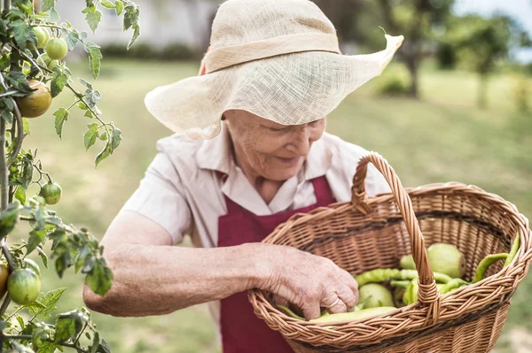 Femme âgée récolte des légumes et des fruits — Photo