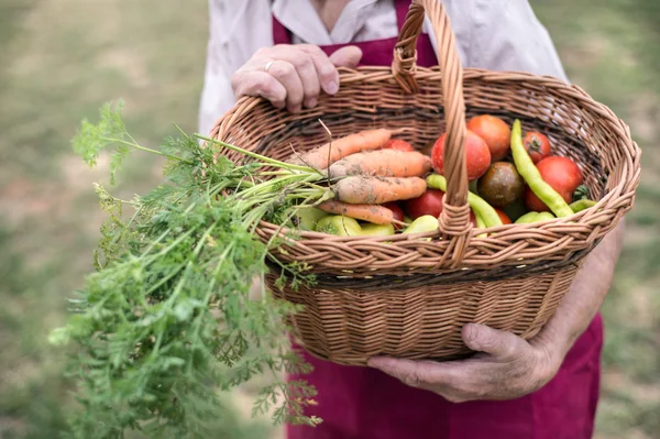 Mujer mayor en el jardín cosechando verduras — Foto de Stock