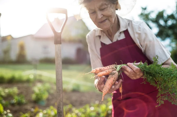 Senior vrouw in tuin bedrijf wortelen — Stockfoto