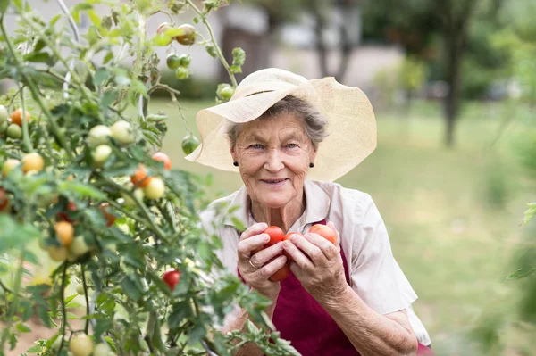 Senior woman in garden holding tomatoes — Stock Photo, Image