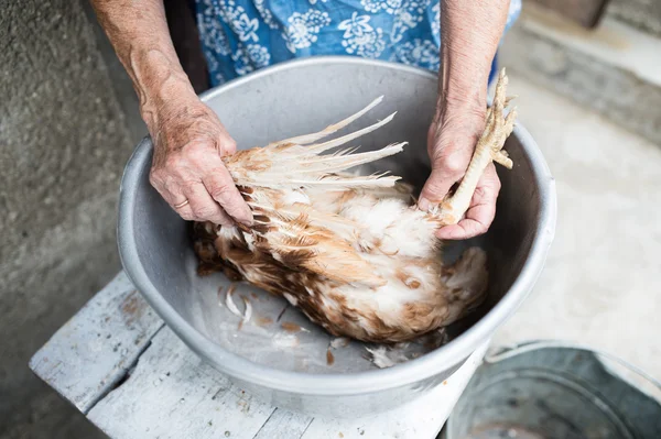 Senior woman cleaning slaughtered chicken — Stock Photo, Image