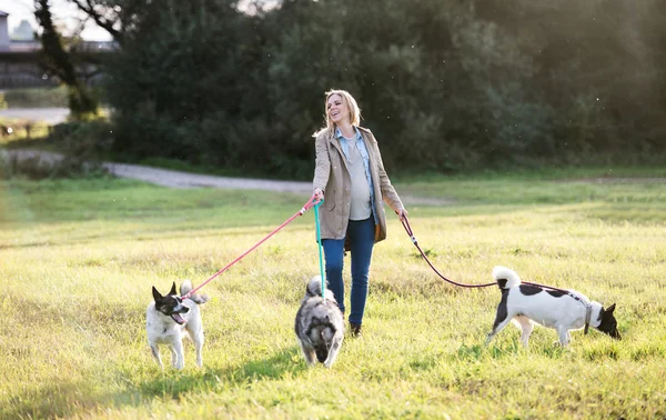 Вагітна жінка з собаками в природі — стокове фото