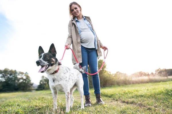 Bella donna incinta con cane in verde natura soleggiata — Foto Stock