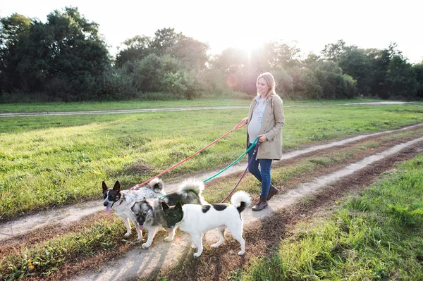 Köpekler yeşil doğa ile hamile kadın — Stok fotoğraf