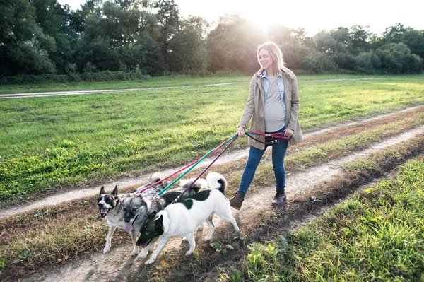 Gravid kvinna med hundar i naturen — Stockfoto