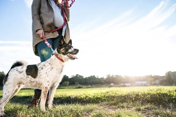 Mujer embarazada con perro en la naturaleza verde —  Fotos de Stock