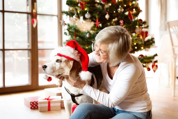 Seniorkvinne med hund som åpner julegaver . – stockfoto