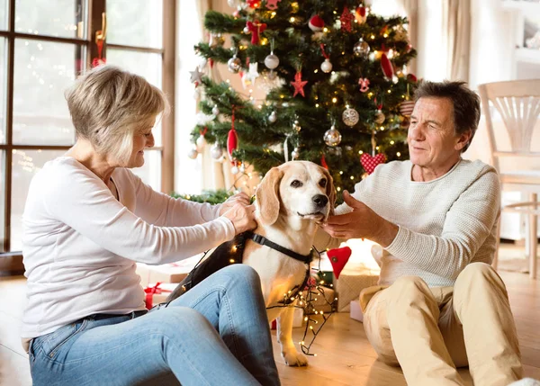 Äldre par med hund framför julgranen — Stockfoto