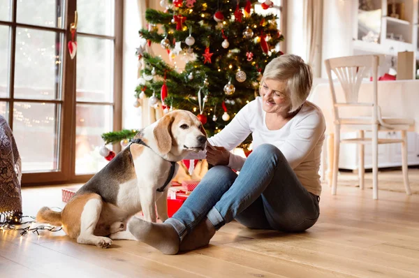 Mulher sênior com seu cão na árvore de Natal . — Fotografia de Stock