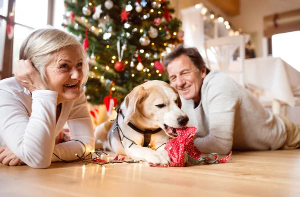 Seniorenpaar mit Hund vor dem Weihnachtsbaum — Stockfoto