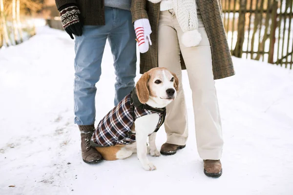 Nelze rozpoznat starší pár venku se psem v zimní přírodě. — Stock fotografie