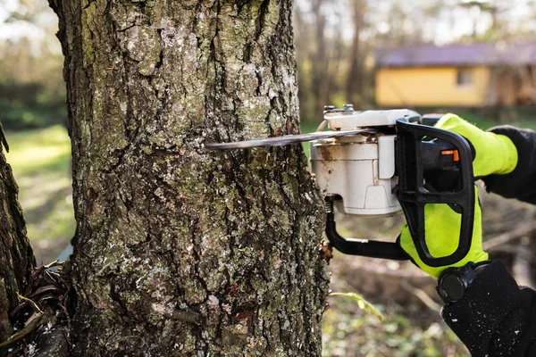 Händerna på oigenkännlig skogshuggare med motorsåg skära ett träd. — Stockfoto