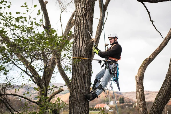 Lumberjack with saw and harness pruning a tree. — Stock Photo, Image