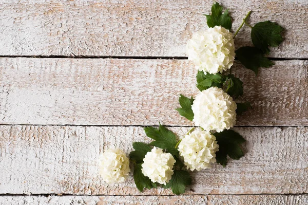 Lilas blanc posé sur une table en bois. Plan studio . — Photo