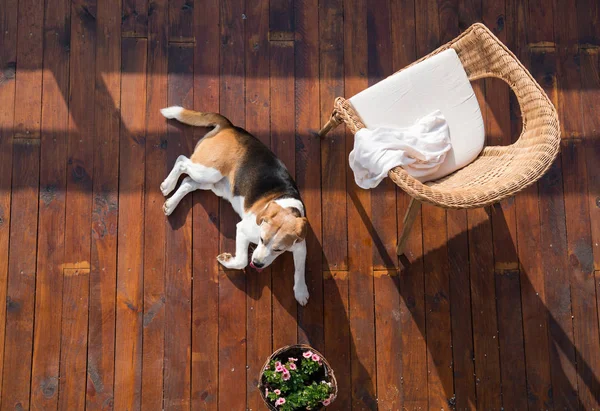 Собака лежит на деревянной террасе. Ротанговое кресло и цветочный горшок . — стоковое фото