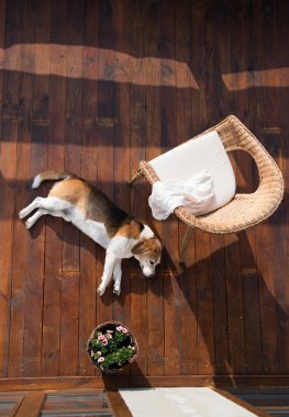 Ahşap terasta yalan köpek. Rattan sandalye ve çiçek pot.