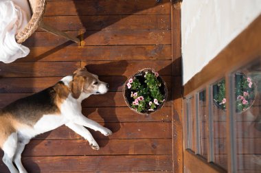 Ahşap terasta yalan köpek. Rattan sandalye ve çiçek pot.