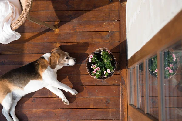 Chien couché sur une terrasse en bois. Chaise en rotin et pot de fleurs . — Photo