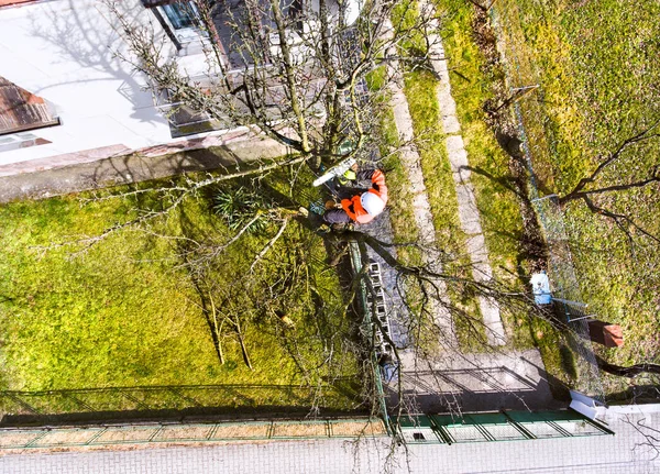 Lumberjack com motosserra e arnês podar uma árvore . — Fotografia de Stock