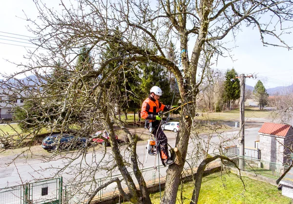 Lumberjack with saw and harness pruning a tree. — Stock Photo, Image