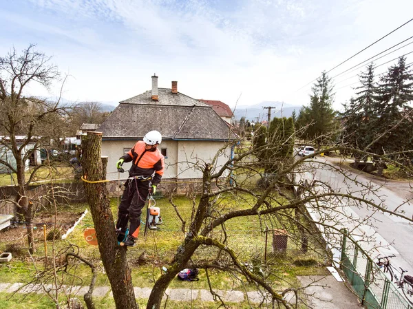 Lumberjack with chainsaw and harness pruning a tree. — Stock Photo, Image