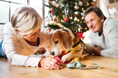 Üst düzey köpek Noel ağacı önünde çiftle.