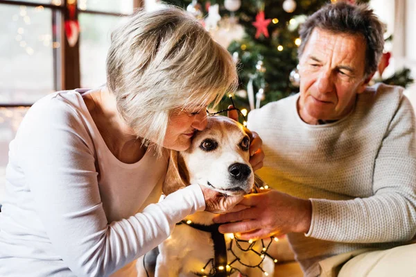 Äldre par med hund framför julgranen — Stockfoto